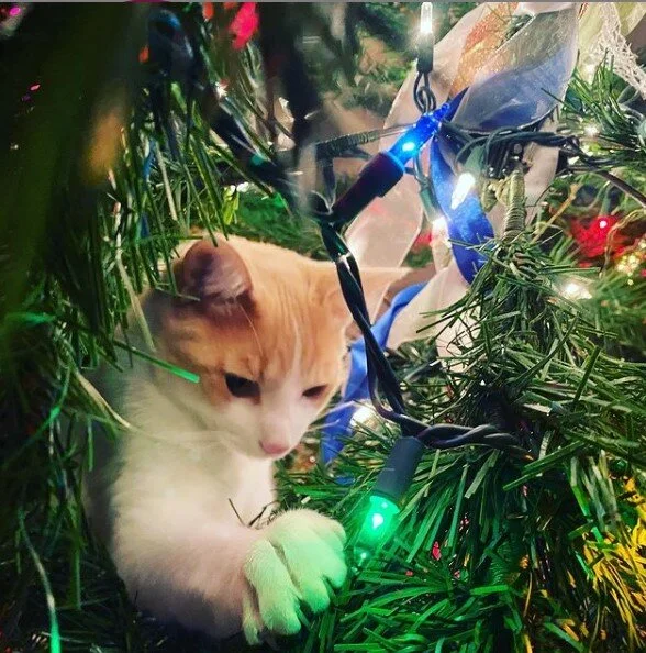 They will not rest until every ornament is down.