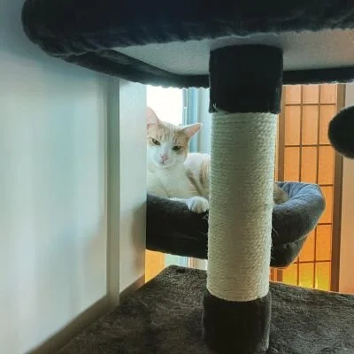 Aang in cat tree.jpg