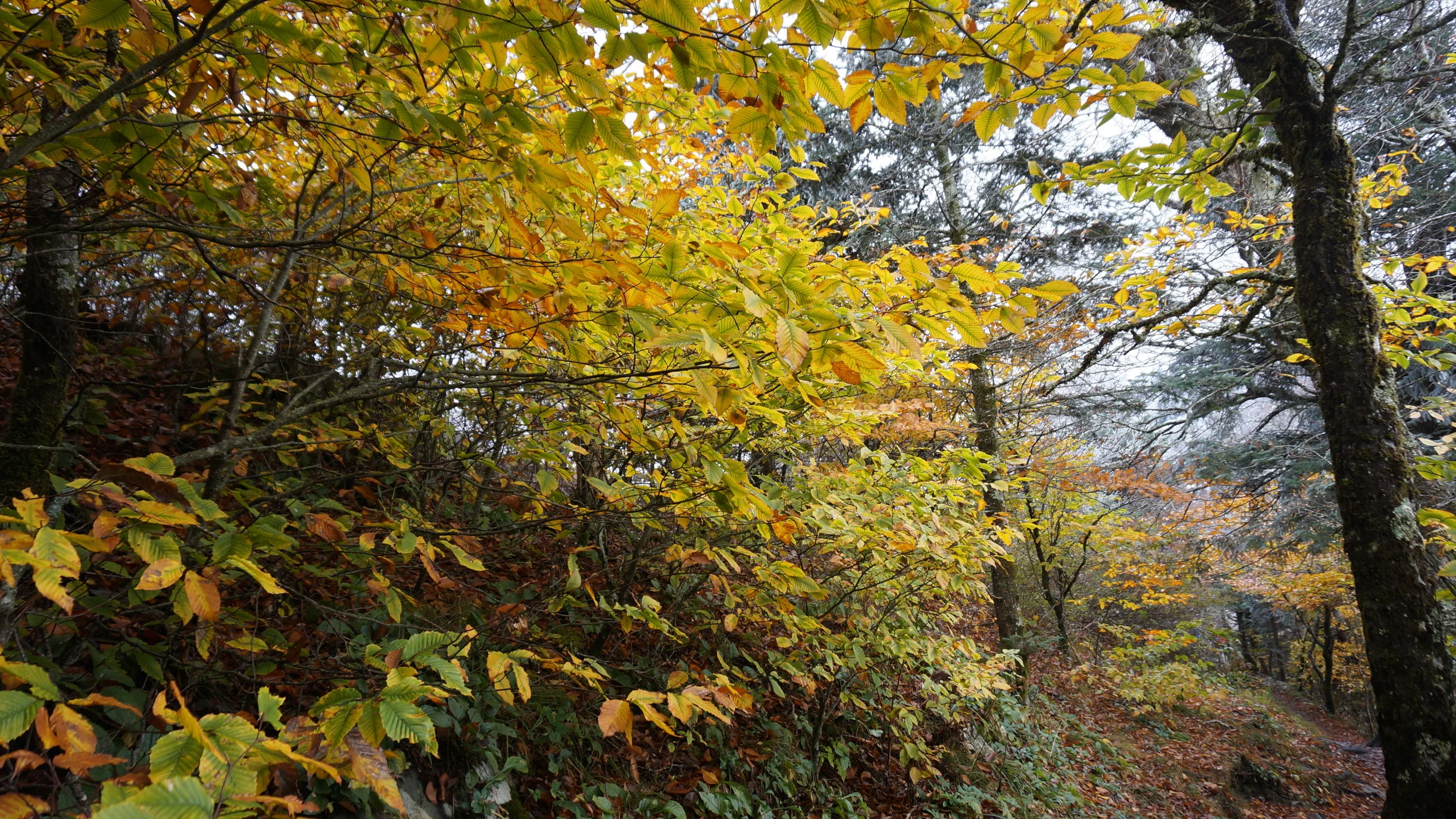 DSC06718.jpg