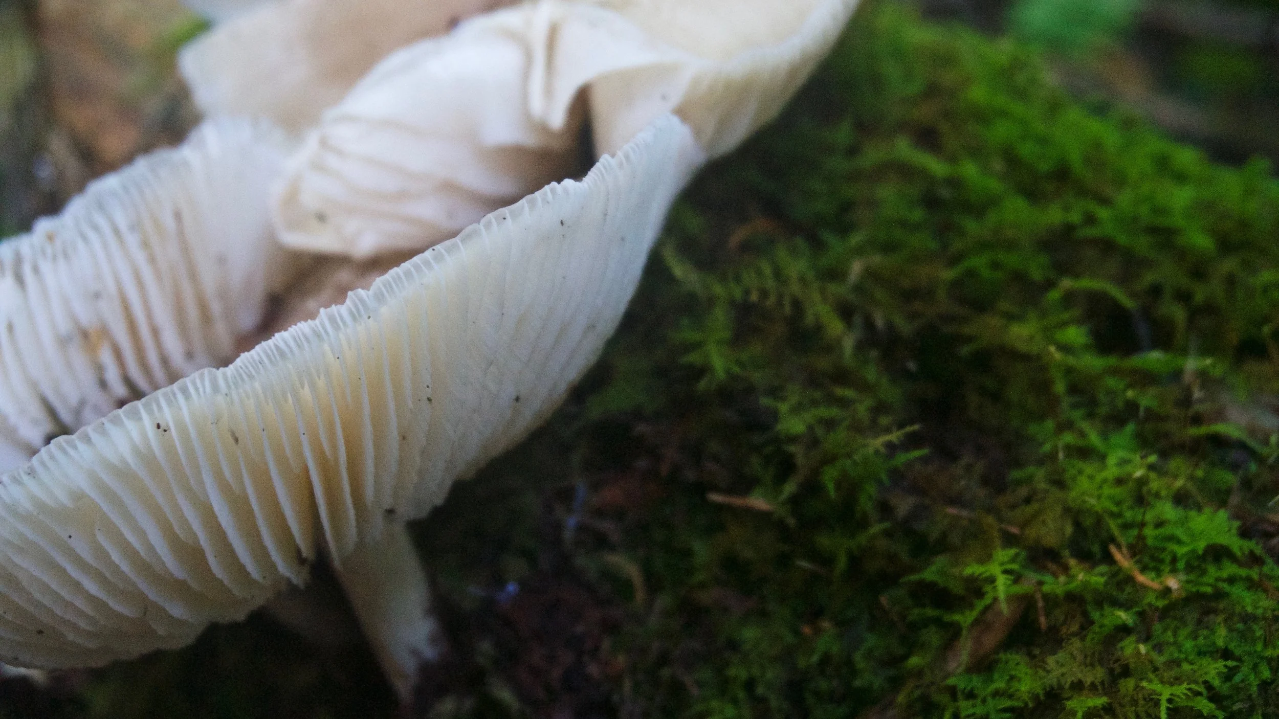DSC07954.jpg