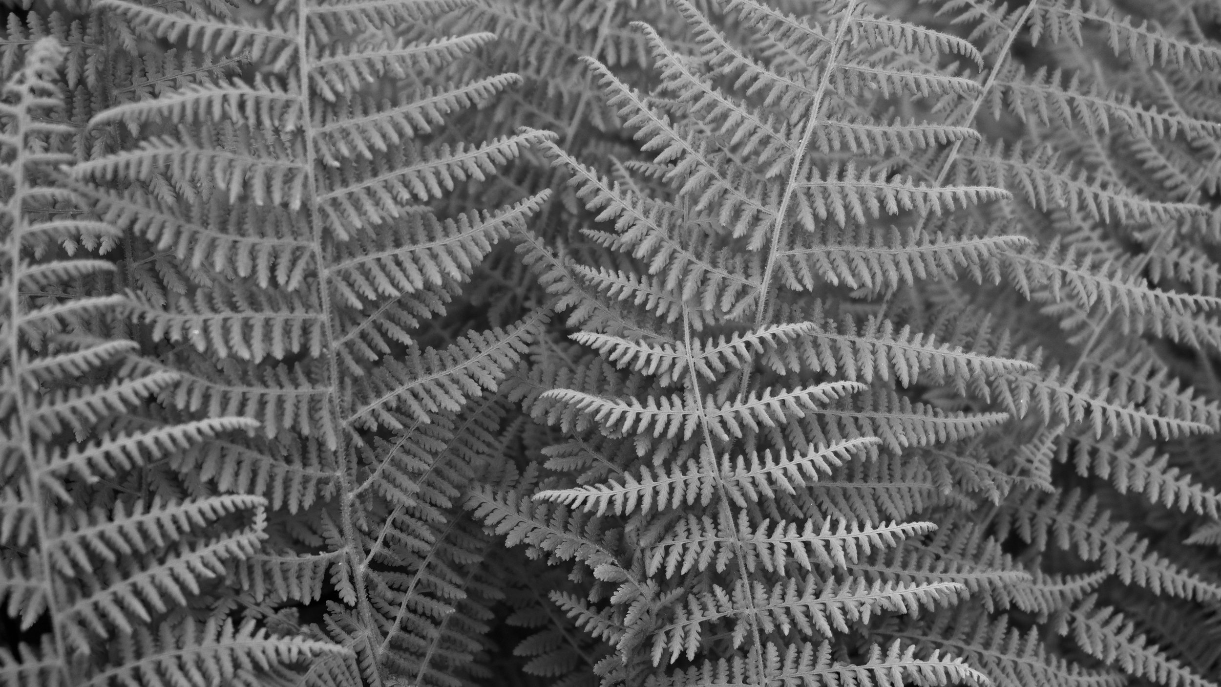 DSC00224.jpeg
