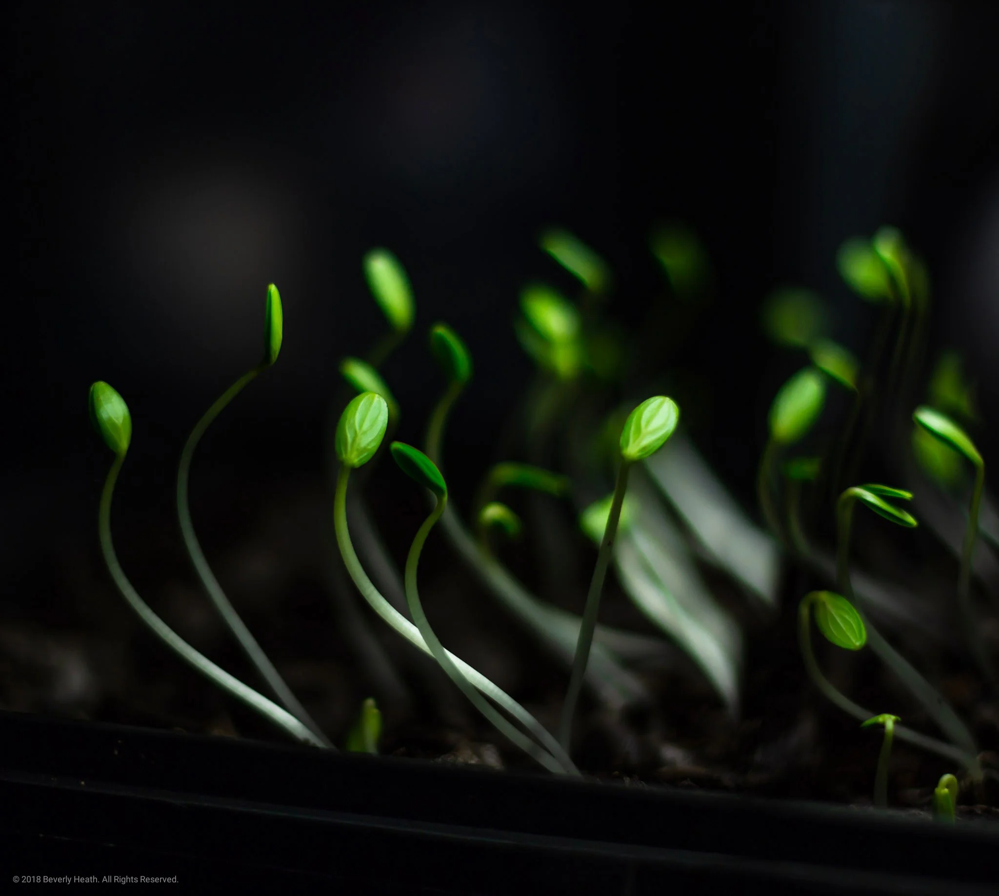 Pickling cucumber sprouts aggressively trying to grow out of the starter kit. 