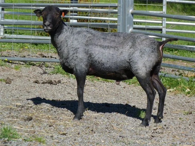 Gotland ram after shearing