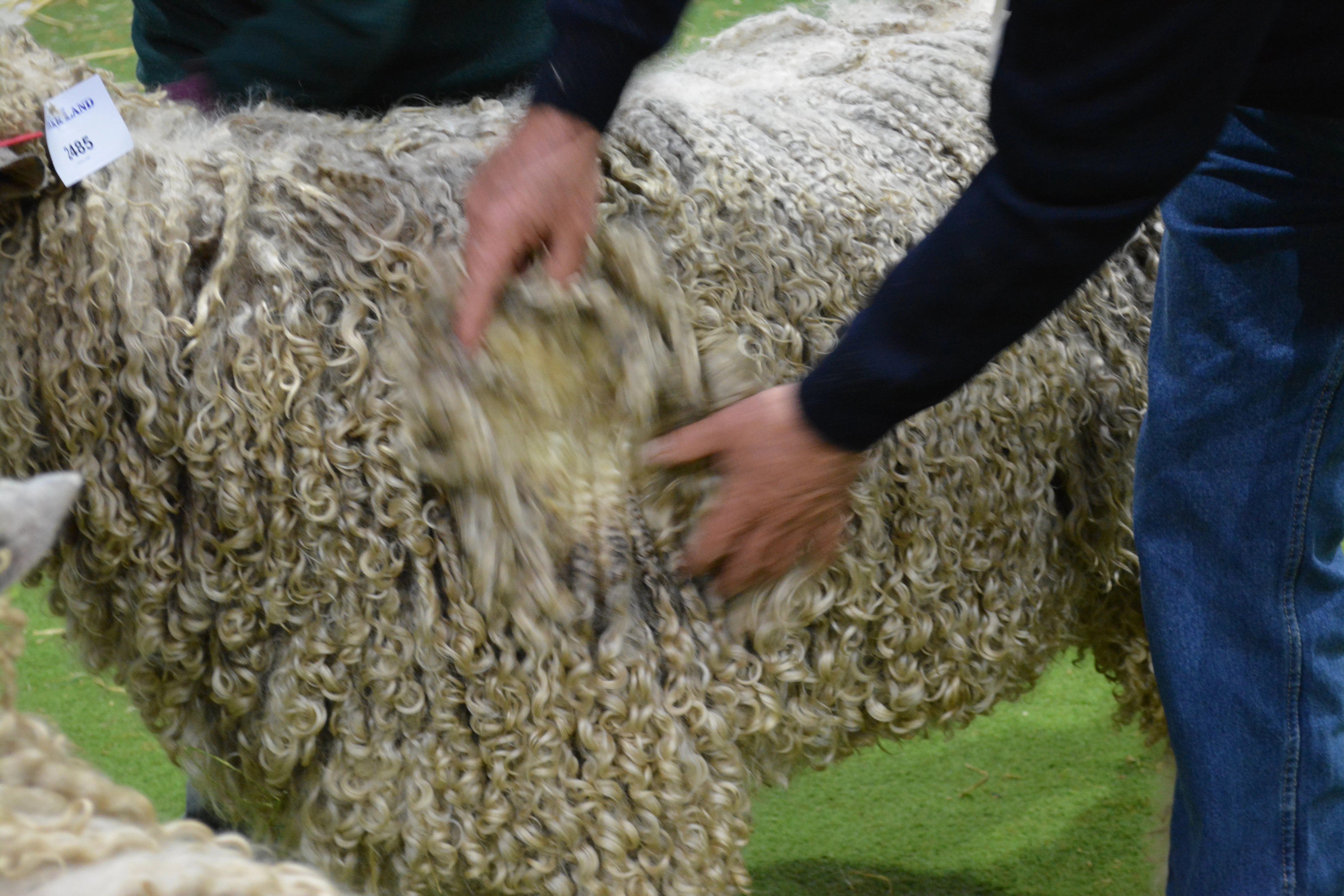 Australian Sheep and Wool Show