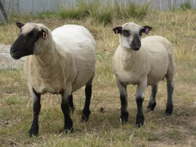 Marilyn Mangione's sheared Shropshire sheep