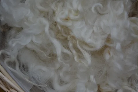English Leicester lamb fleece
