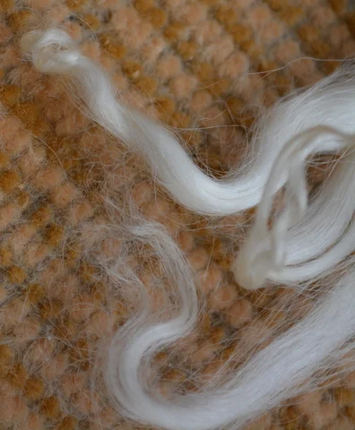 Detail of the very tip of an English Leicester lock that denotes it as a lamb fleece