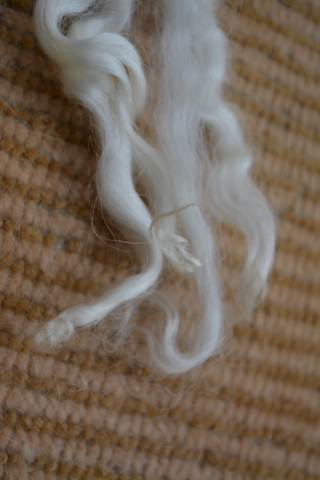 Extra curly tips show this is English Leicester lamb fleece