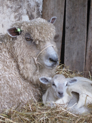 first lamb 2013 007.jpg