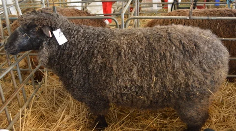 Black English Leicester