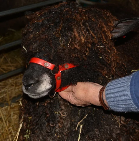 Black English Leicester