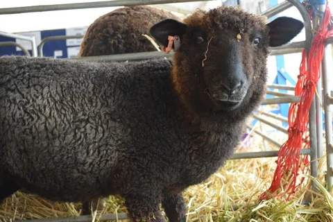 Black English Leicester, recently shorn (fleece won first place)