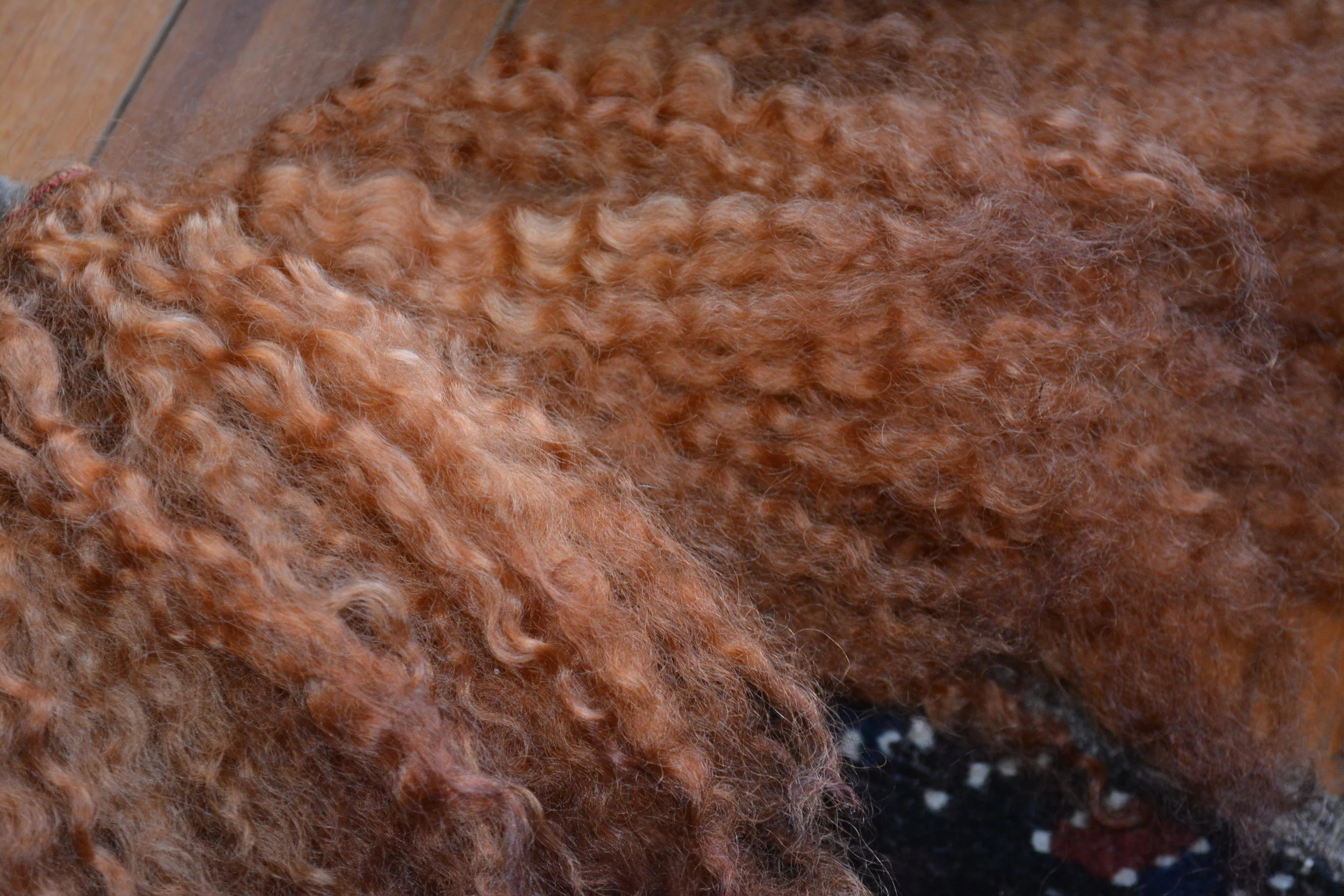 English Leicester for dolls hair