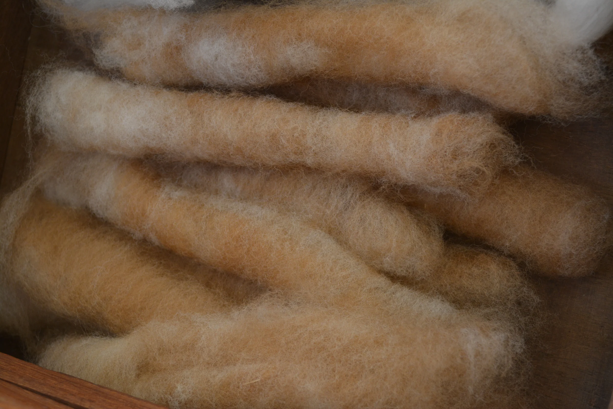 Shropshire and Alpaca.JPG