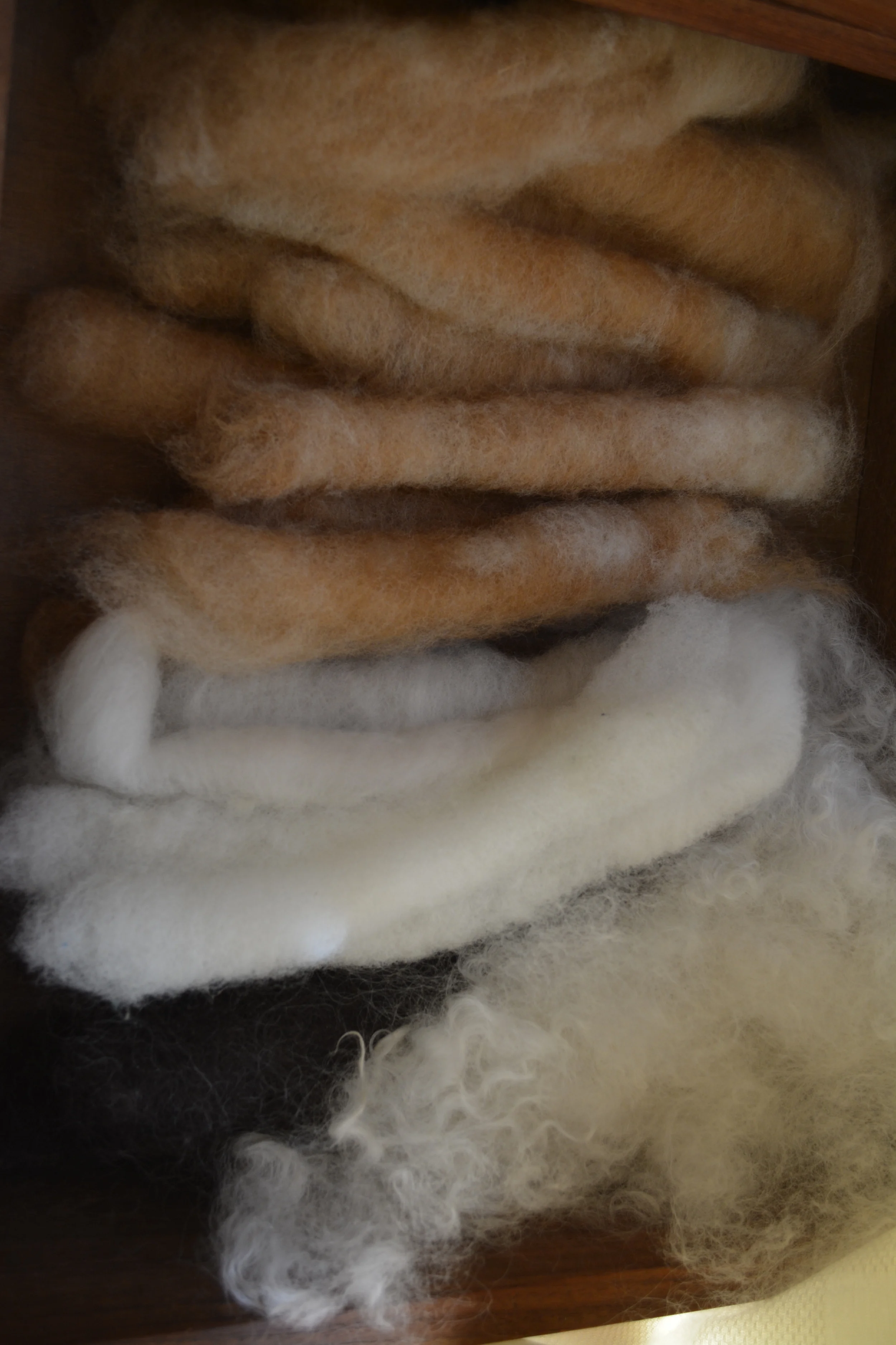 Shropshire and Alpaca 2.JPG