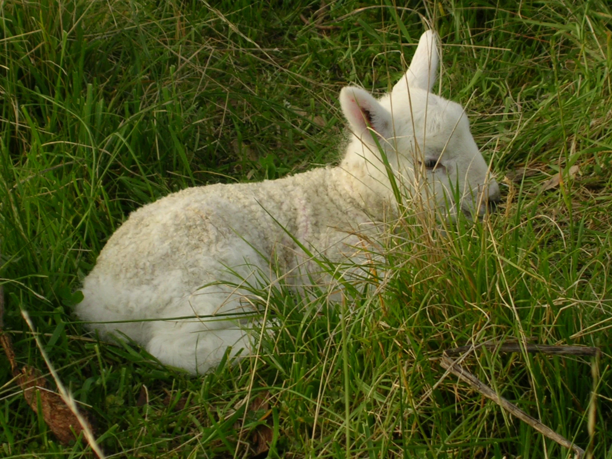 Cheviot lamb at Caithness Stud