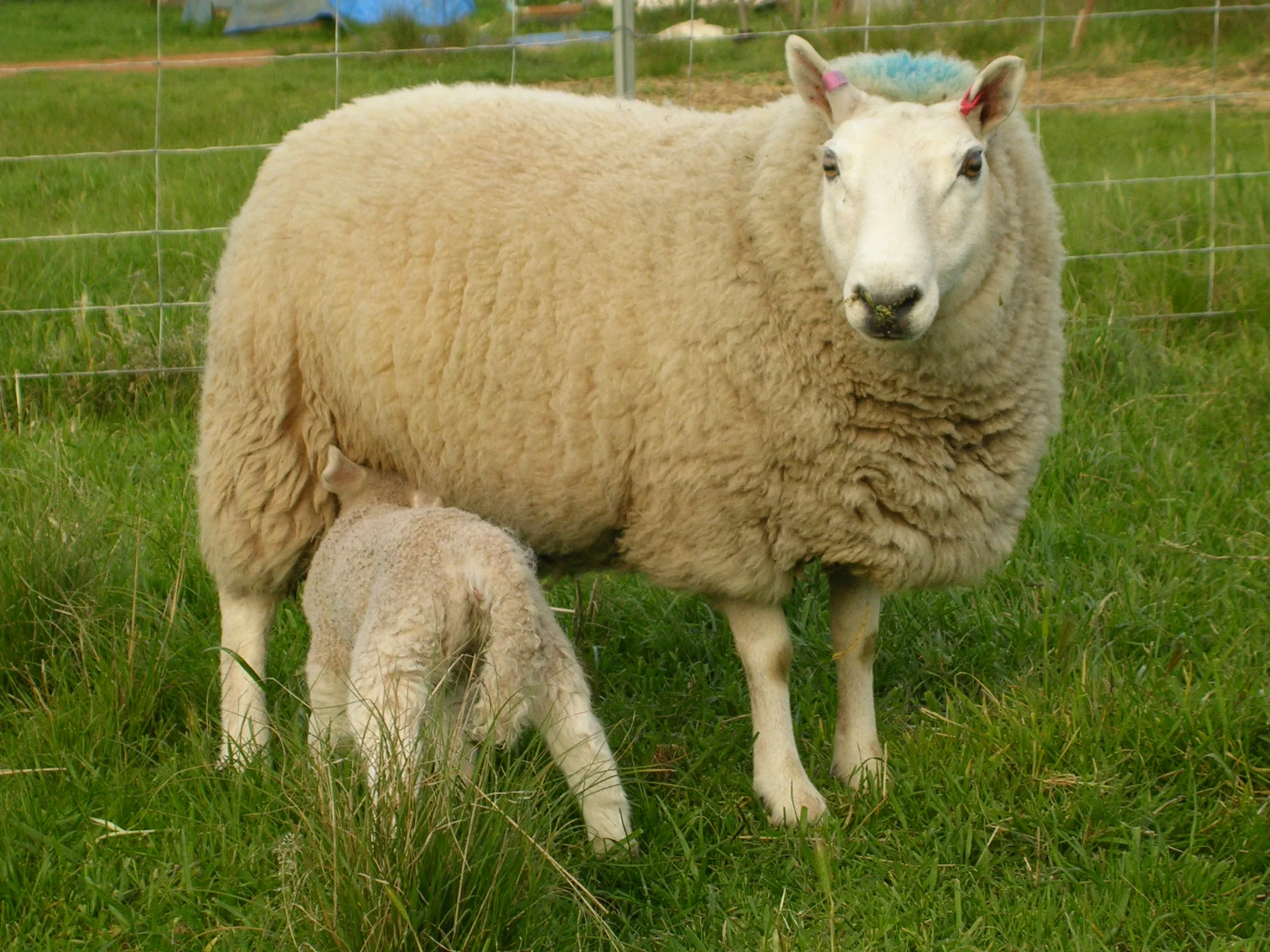 Cheviot lamb feeding at Caithness Stud.