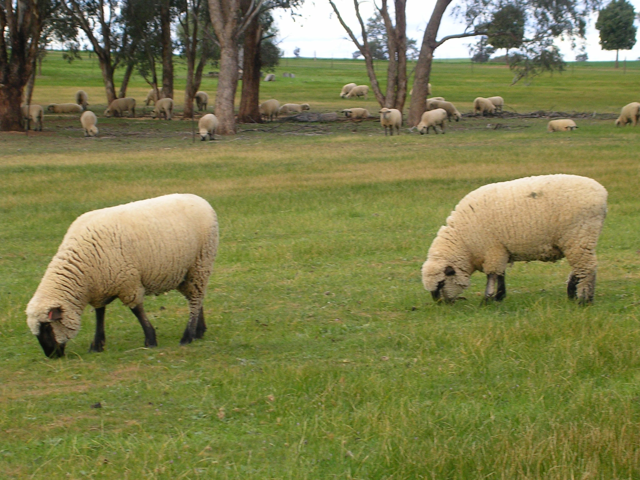 Ewes grazing near Henty at Jarambula Hampshire Down Stud.