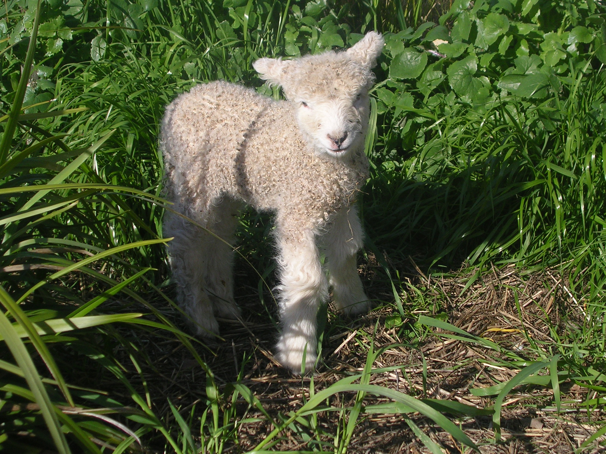 Pet lamb "Sapphire" at Allaray Lincoln Stud