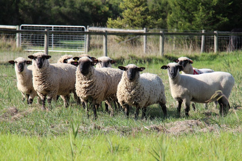 Hampshire Down flock at Boonong.