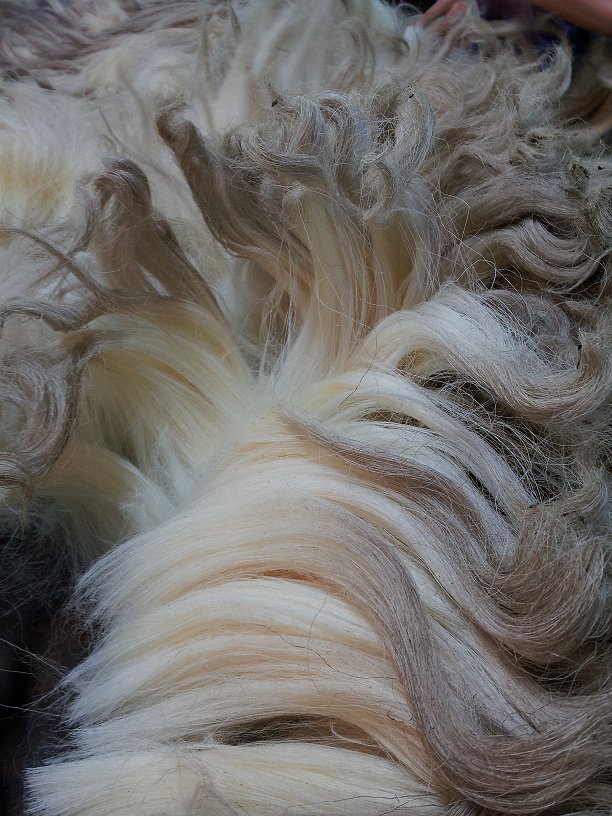 Close up of Drysdale fleece shows the lack of crimp and what one purchasing an unwashed fleece might expect.