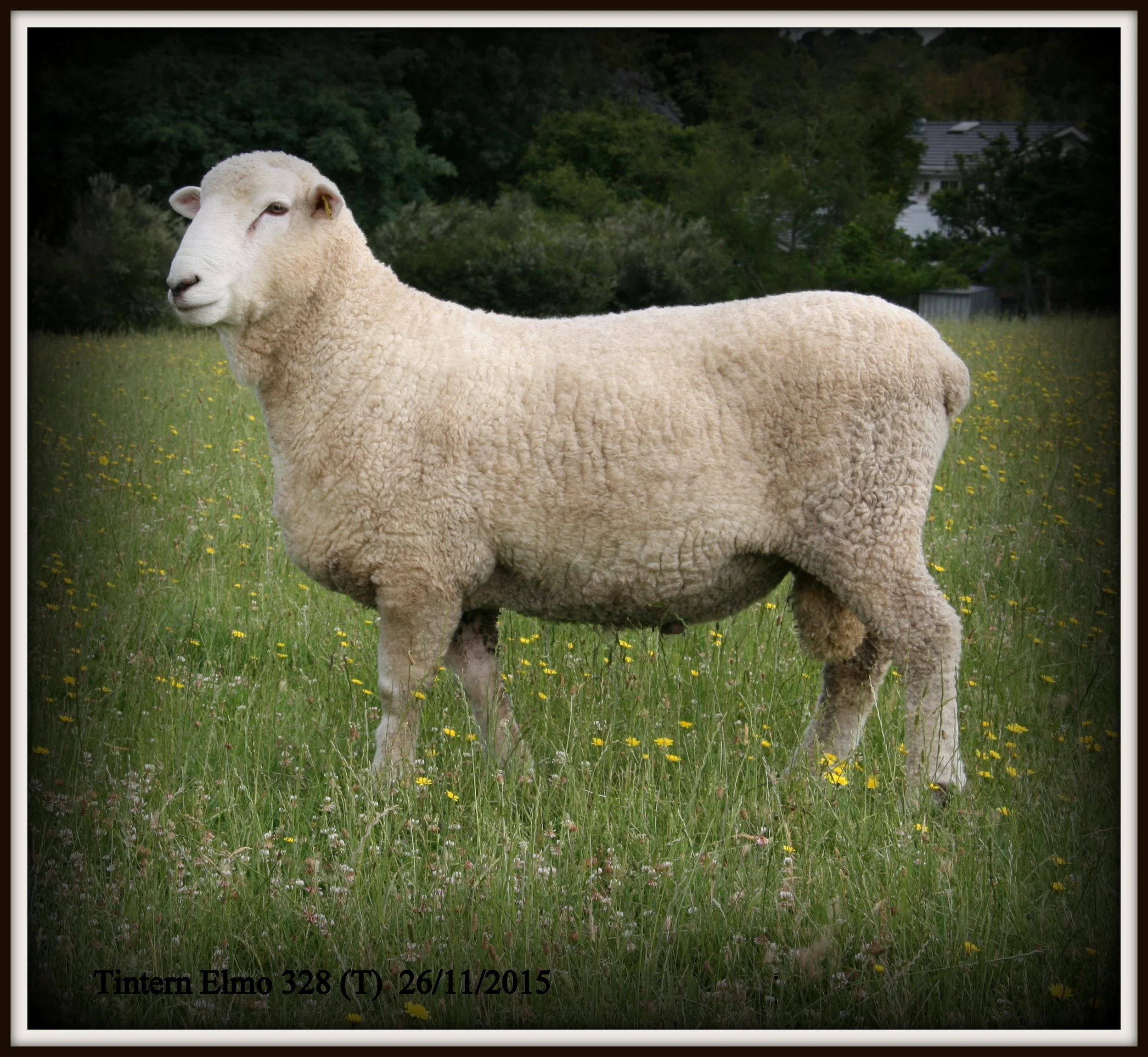 "Elmo", a Romeny ram at Tintern