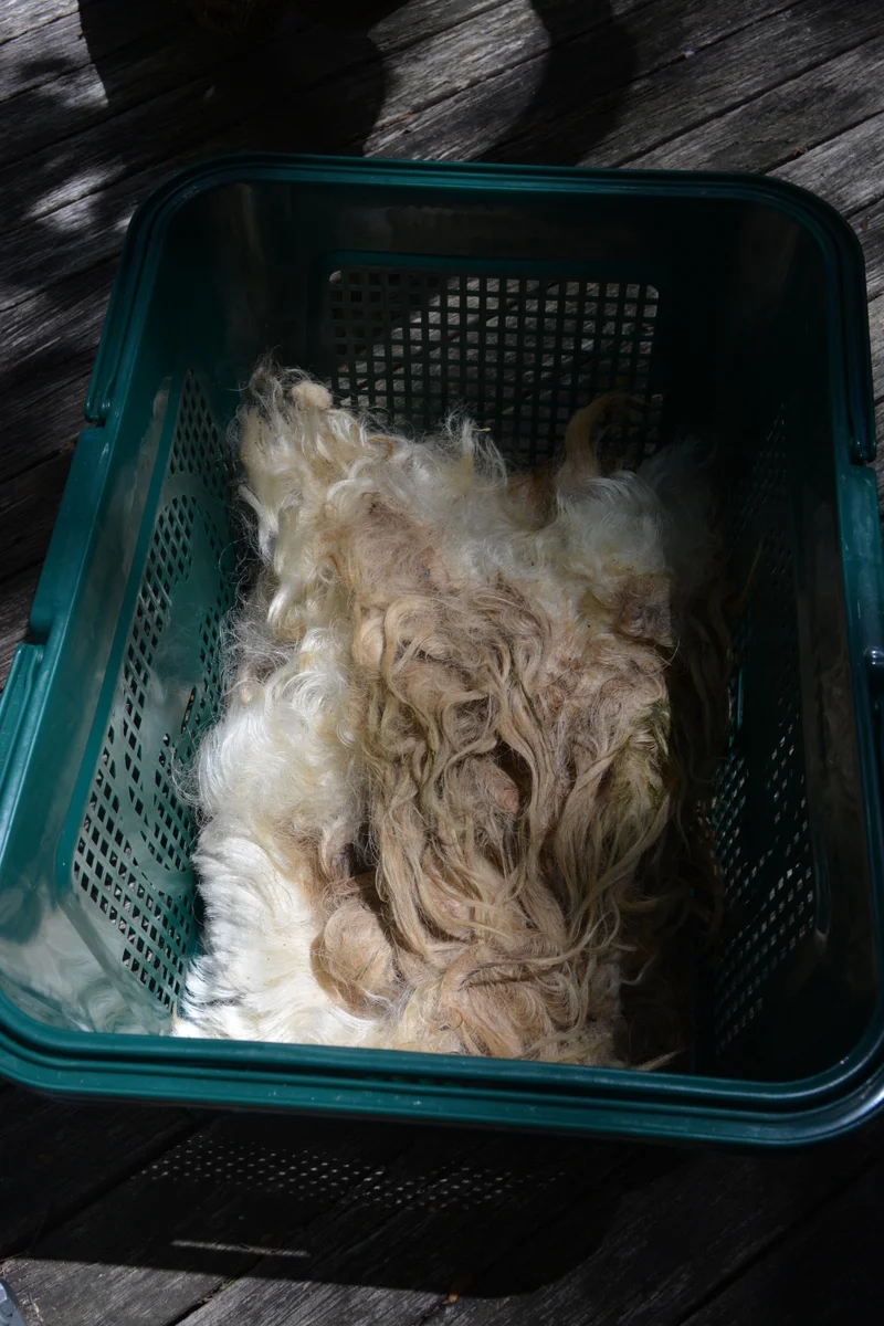 Unwashed Lincoln fleece