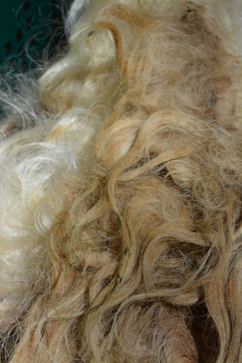 Unwashed Lincoln fleece