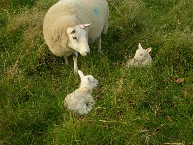 Cheviott w two lambs from Caithness.JPG