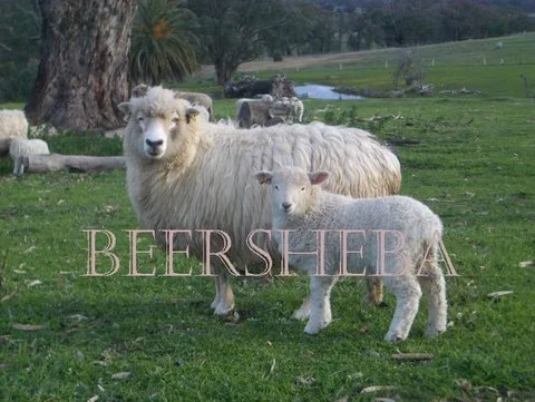 Ewe Beersheba Drysdale.jpg