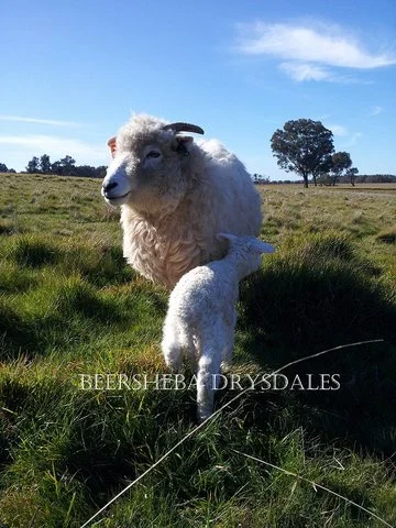 ewe and lamb Beersheba drysdale 20140805.jpg