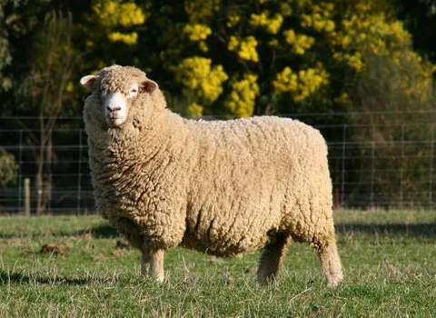 Romney ram at Tintern