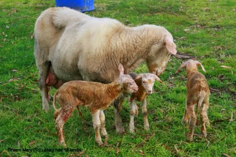 Triplets for this Romney ewe