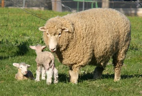 Romeny ewe and lambs
