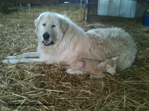 Maremma sheepdog with Romney lamb at Tintern