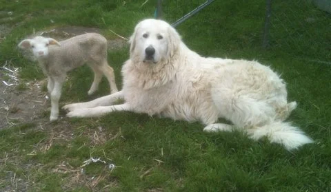 Maremma sheepdog with Romney lamb at Tintern