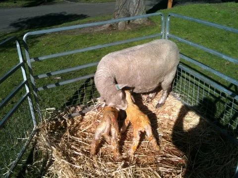 Romeny ewe feeding her new lambs