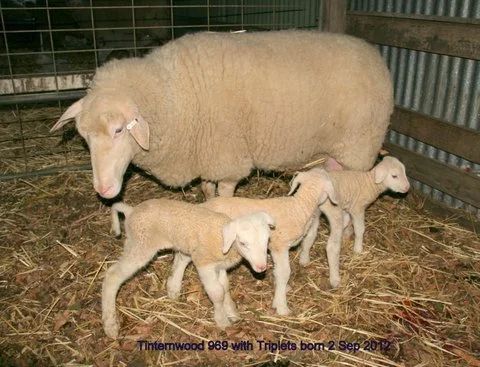 Tintern Romney pictured with her triplets