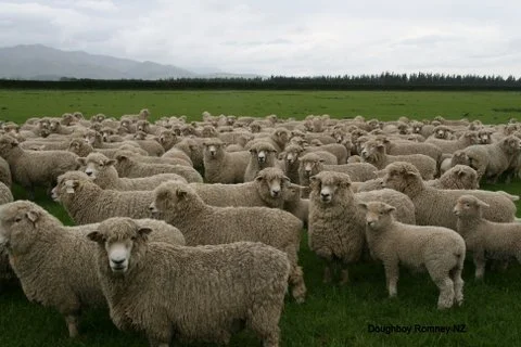 Another perfect day in a Romney flock in New Zealand