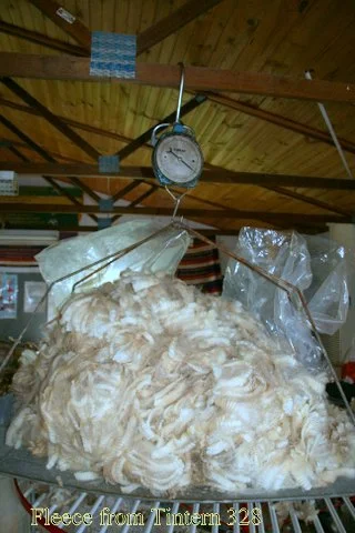 10kg Romney fleece