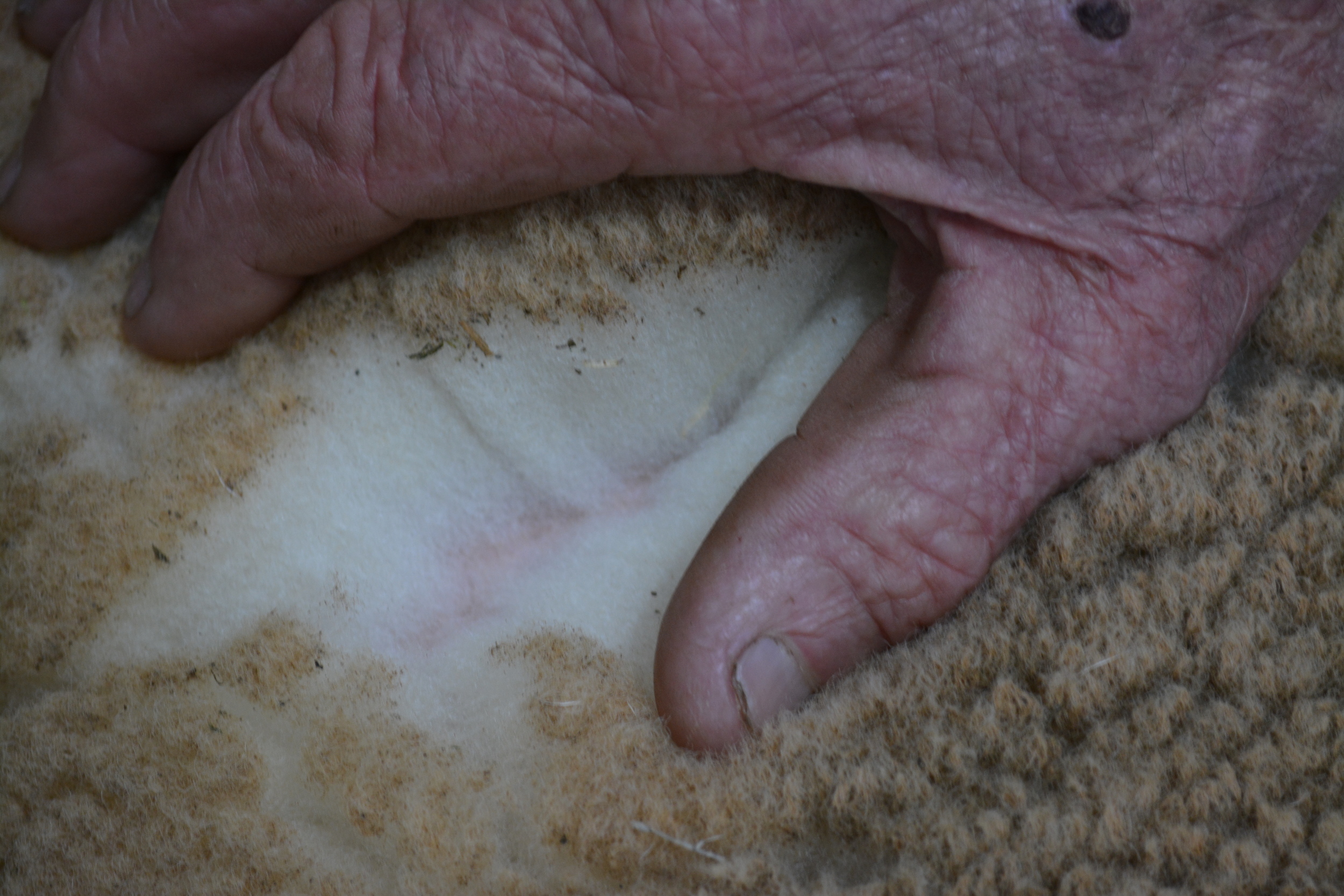 Des opening up the fleece of one of his prize Ryeland at Bendigo 2015.