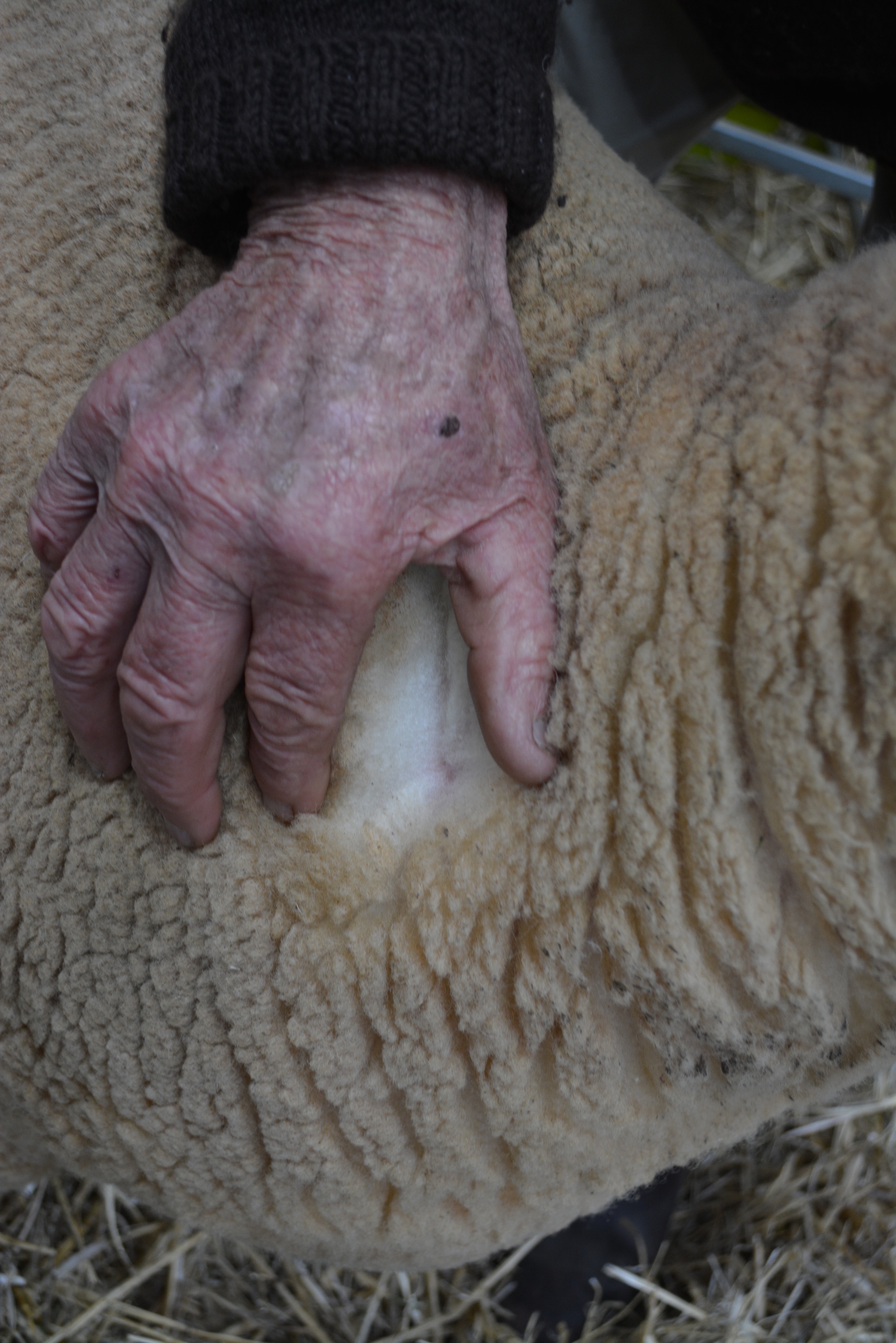 Des Stevens showing the lovely crimp of a prized Ryeland.