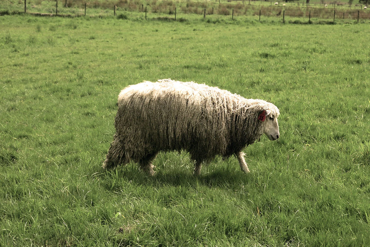 This young ewe shows off the long fleece for which English Leicester are revered.