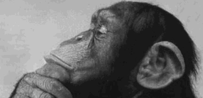 chimp_thinker