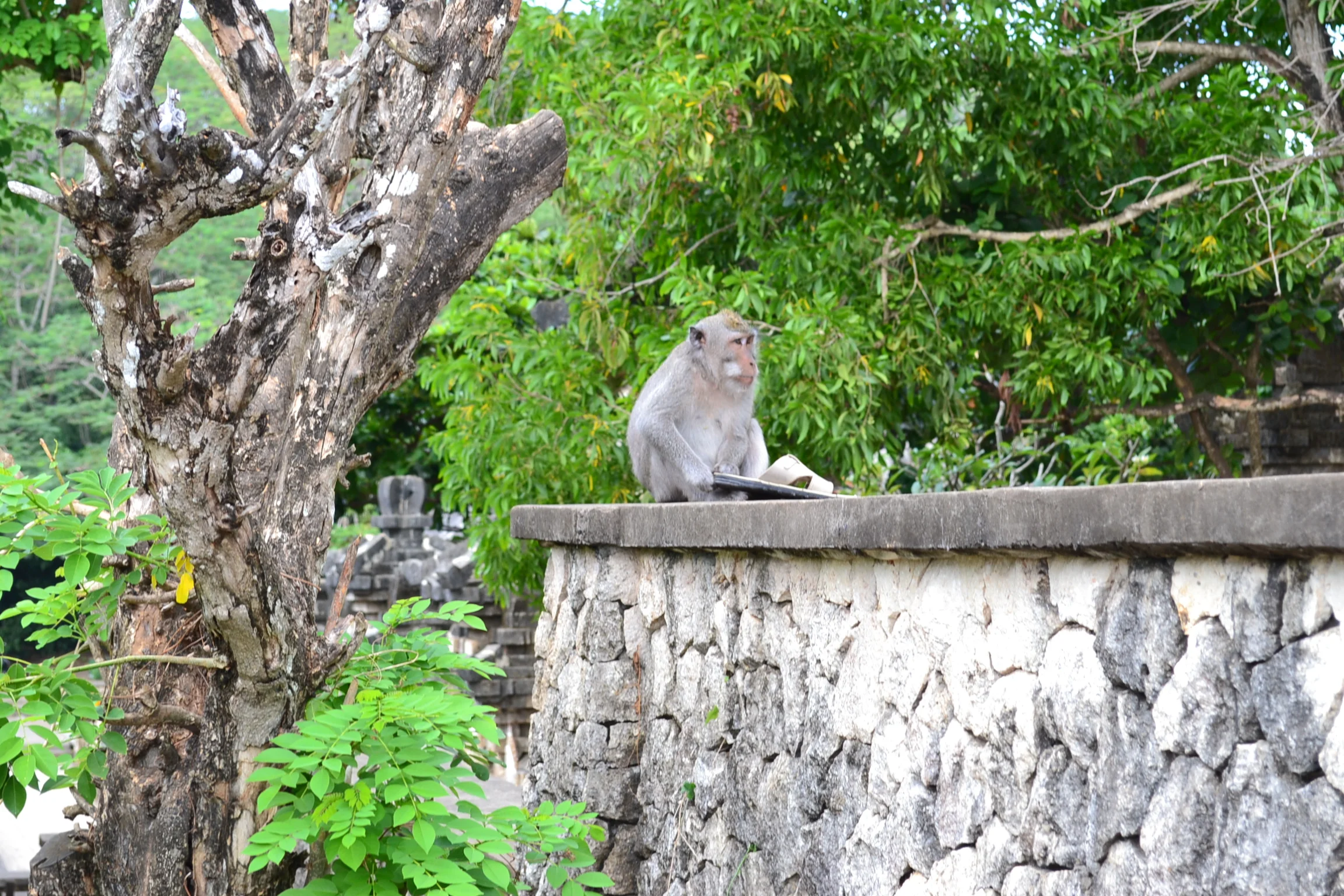 This monkey managed to steal a sandal from a tourist as he was sitting on the wall his sandal was dangling! Then came in this fella who snatched it up and took off with it. I don't think he recovered his sandal that day.