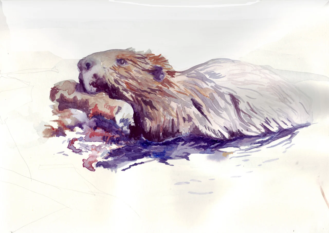 water beaver 22 05 07 adjusted copy.jpg