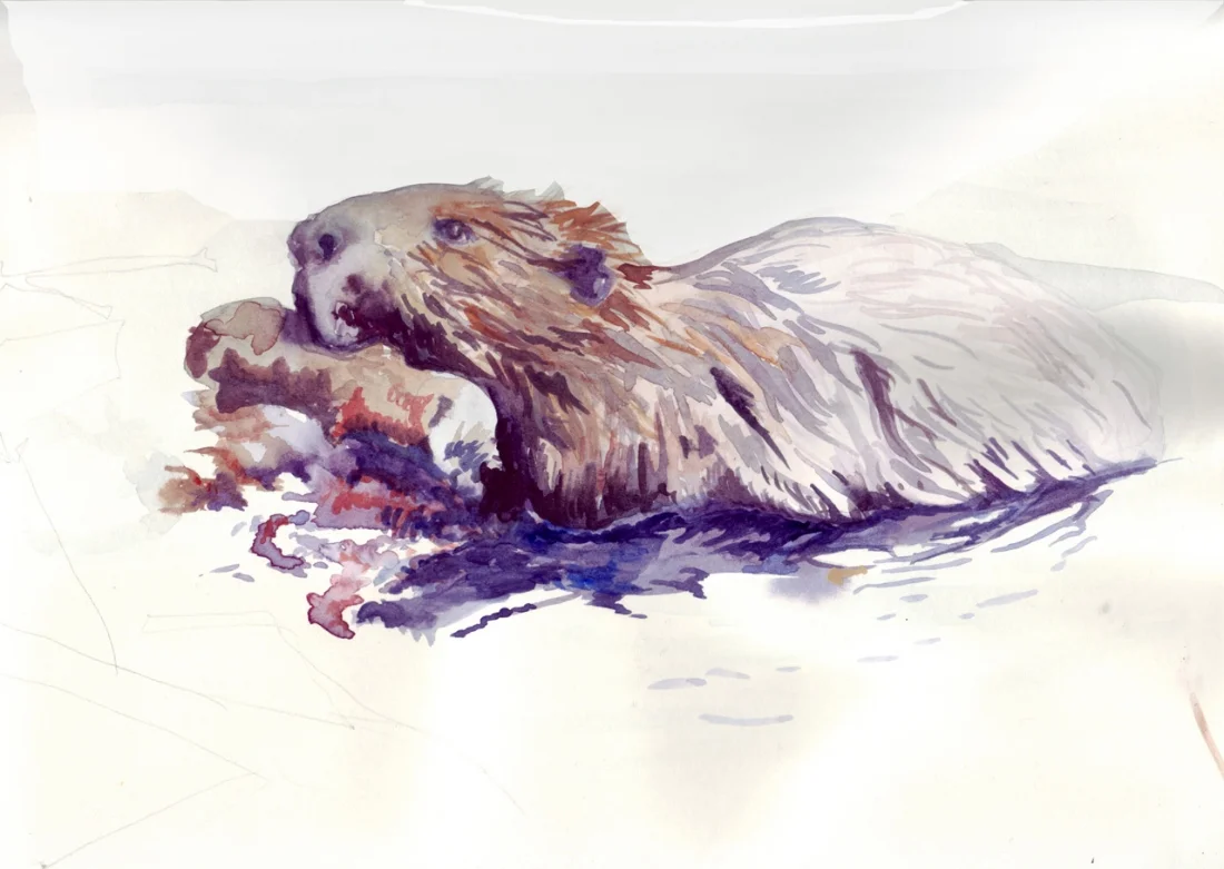 water beaver 22 05 07 adjusted copy.jpg
