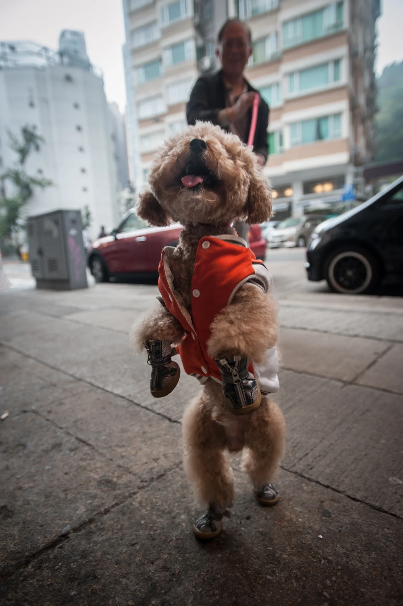 Hong Kong dogs — James Tye Photography