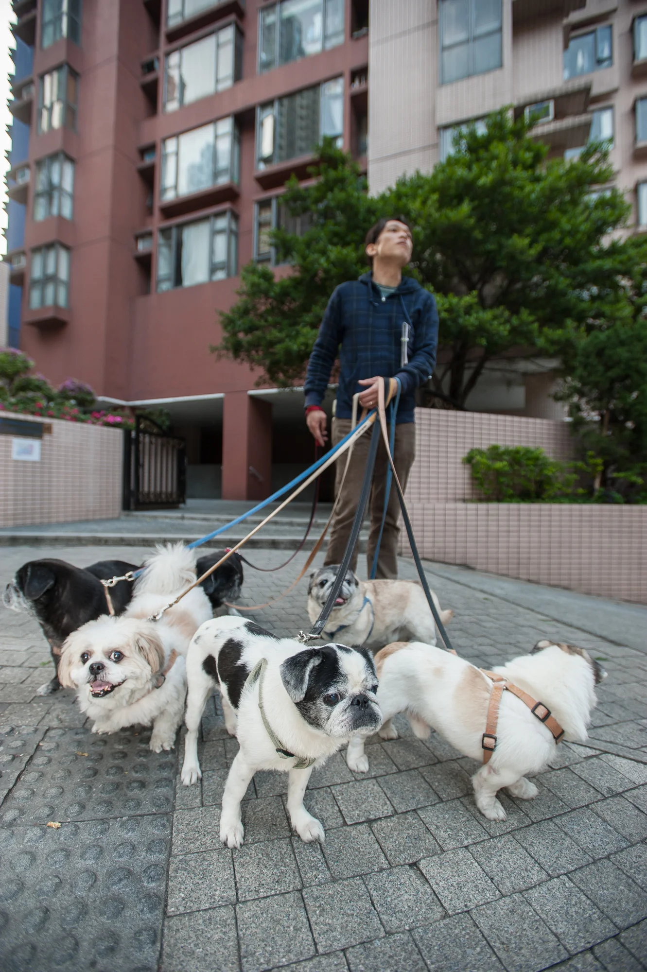 Hong Kong dogs — James Tye Photography