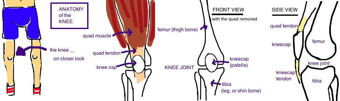patella knee 1.jpg.